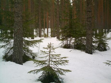Snowforest